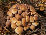 Gymnopus acervatus image