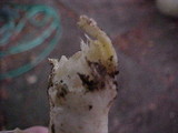 Agaricus californicus image
