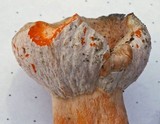 Hypomyces lateritius image