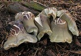 Tricholoma saponaceum image