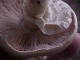 Agaricus californicus image