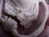 Agaricus californicus image