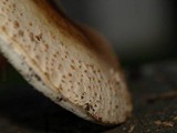 Echinoderma asperum image