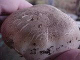 Agaricus californicus image