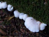 Pleurocybella porrigens image