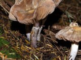 Cortinarius evernius image
