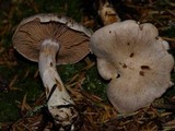 Cortinarius camphoratus image