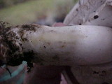 Agaricus californicus image
