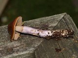 Cortinarius stillatitius image