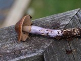 Cortinarius stillatitius image