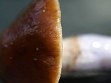 Cortinarius stillatitius image