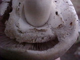 Agaricus californicus image