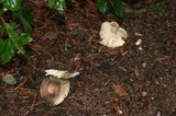 Russula variata image