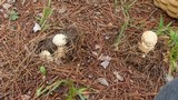 Amanita ravenelii image