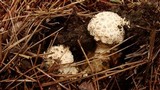 Amanita ravenelii image