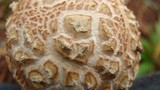 Amanita ravenelii image