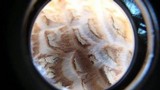 Amanita ravenelii image