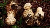 Amanita ravenelii image