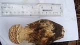 Amanita ravenelii image