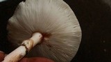 Amanita rubescens var. rubescens image