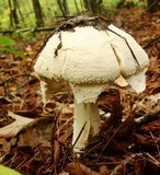 Amanita polypyramis image
