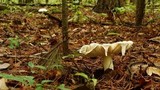 Amanita polypyramis image