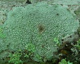 Pertusaria multipunctoides image