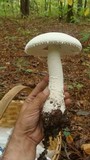 Amanita polypyramis image