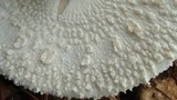 Amanita polypyramis image