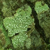 Pertusaria multipunctoides image