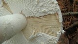 Amanita polypyramis image