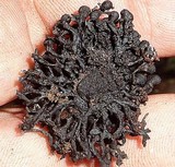 Kretzschmaria cetrarioides image
