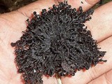 Kretzschmaria cetrarioides image