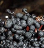 Kretzschmaria cetrarioides image