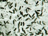 Kretzschmaria cetrarioides image