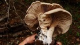 Entoloma abortivum image
