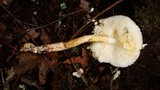 Leucoagaricus americanus image