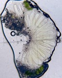 Varicellaria velata image