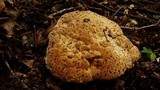 Inonotus dryadeus image
