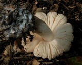 Pluteus petasatus image