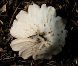 Pluteus petasatus image