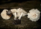 Pluteus petasatus image