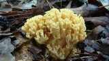 Ramaria flava image