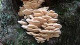 Sarcodontia pachyodon image