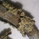 Pertusaria xanthodes image