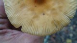 Amanita sect. Vaginatae image