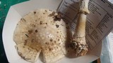 Amanita subcokeri image