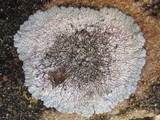 Diploicia canescens image