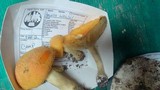 Amanita wellsii image