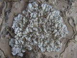Squamarina cartilaginea var. cartilaginea image